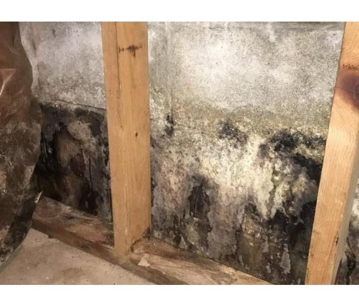 Mold on a wall in a home. 