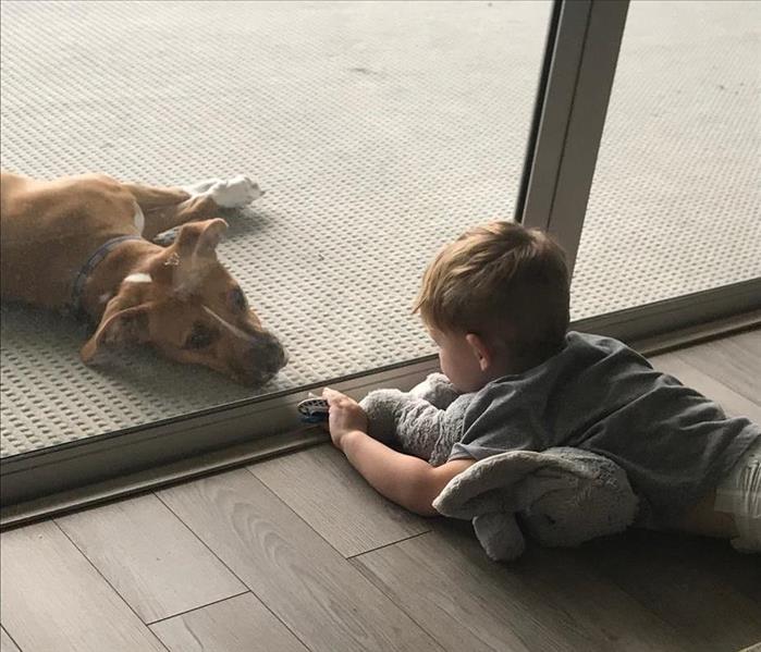 Dog looking at small boy through window