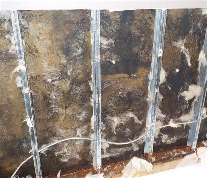 Mold inside of the wall insulation